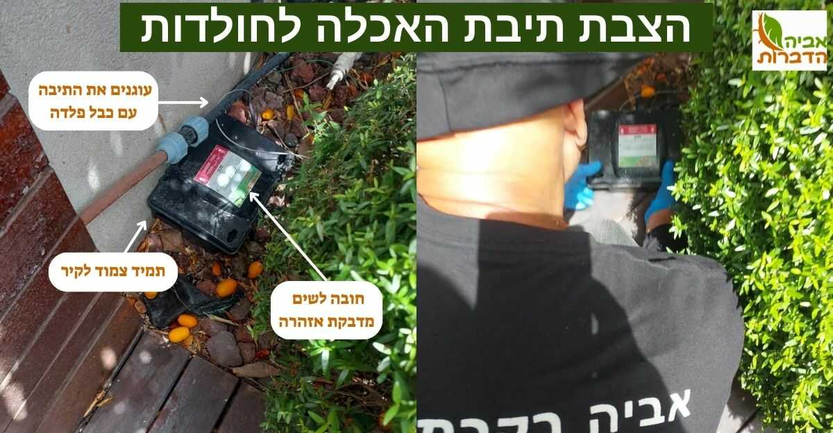 הצבת תיבת האכלה לחולדות