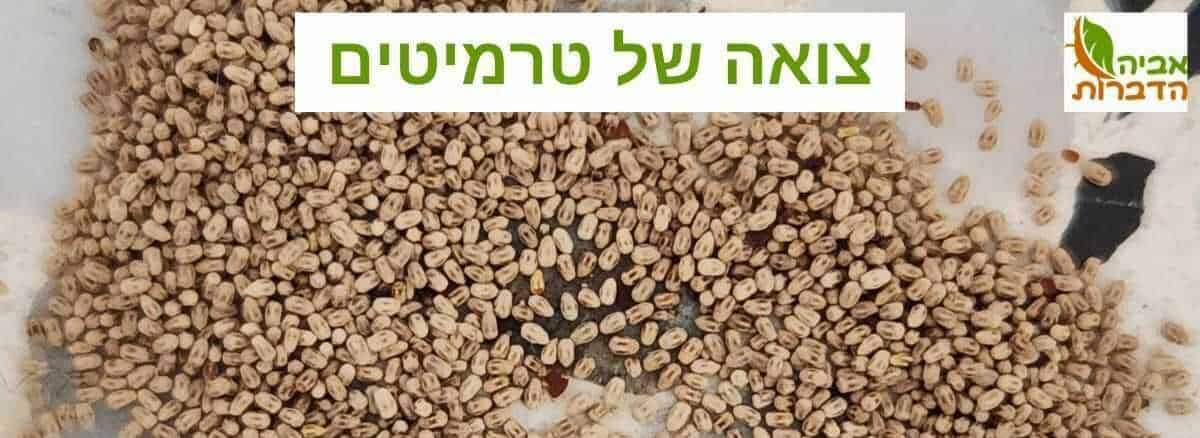 צואה של טרמיטים