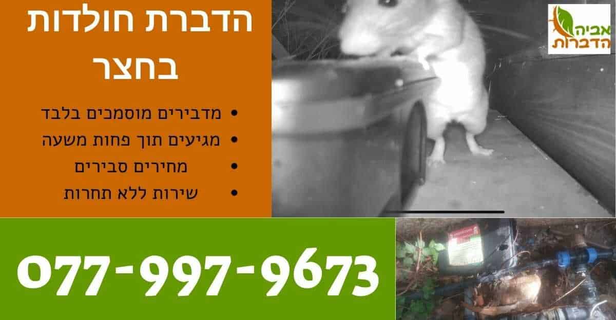 הדברת חולדות בחצר